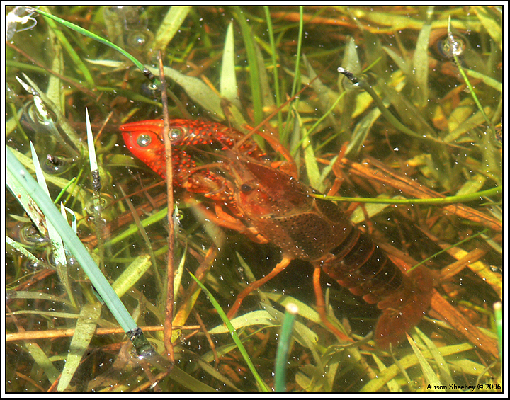 Audubon Kern River Preserve Crayfish