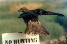 non-hunting Red-tailed Hawk by Alison Sheehey  1998
