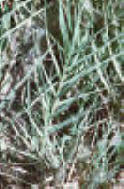 grassland 162 pixels.jpg (4260 bytes)