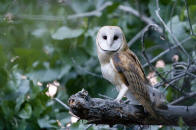 Several great photographs by our staff and guest can be found by clicking this photo of a Barn Owl by Bo Criss
