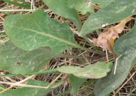 Perennial Pepperweed leaf  2006 - Alison Sheehey